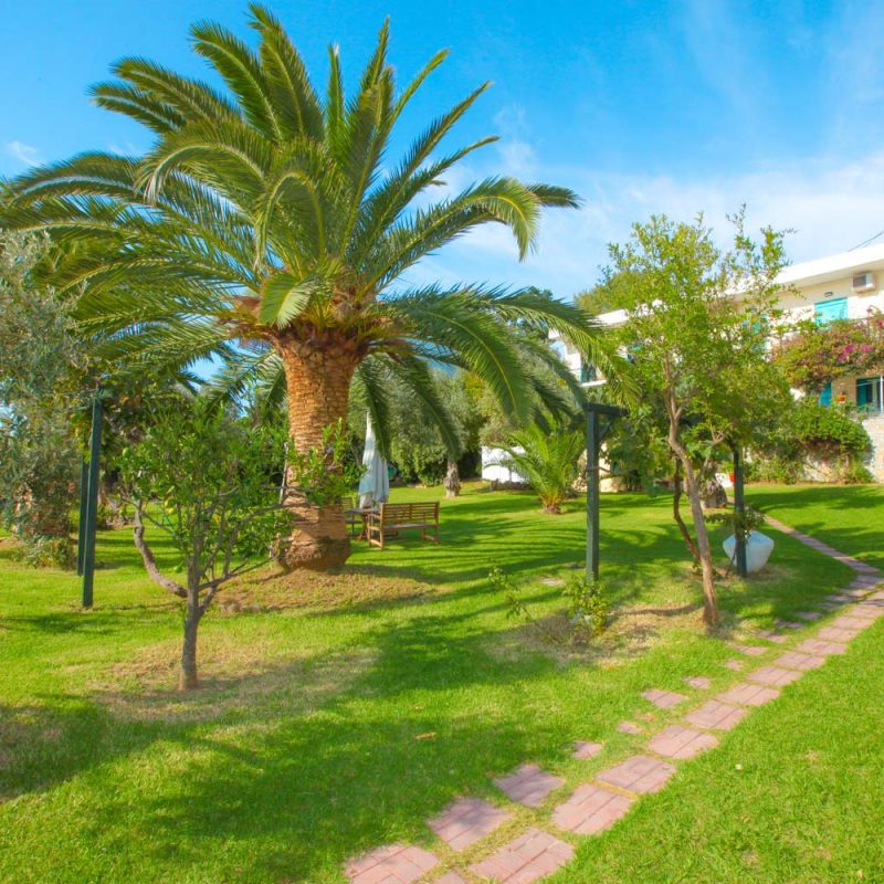 Garden Palm Tree View - Angeliki Beach Hotel